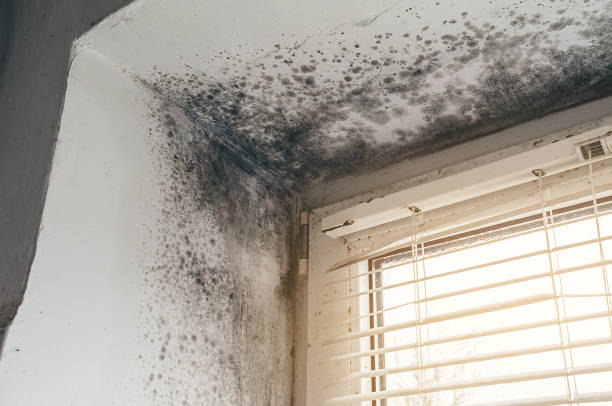 Affordable Hvac And Air Duct Mold Remediation solutions in Georgetown, CO